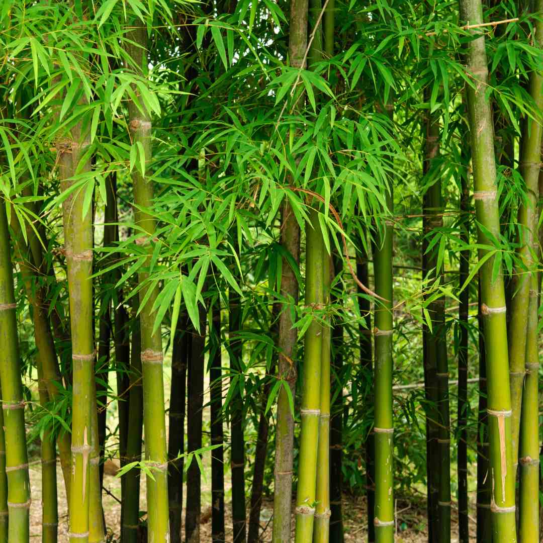 Bamboo Duvet Insert
