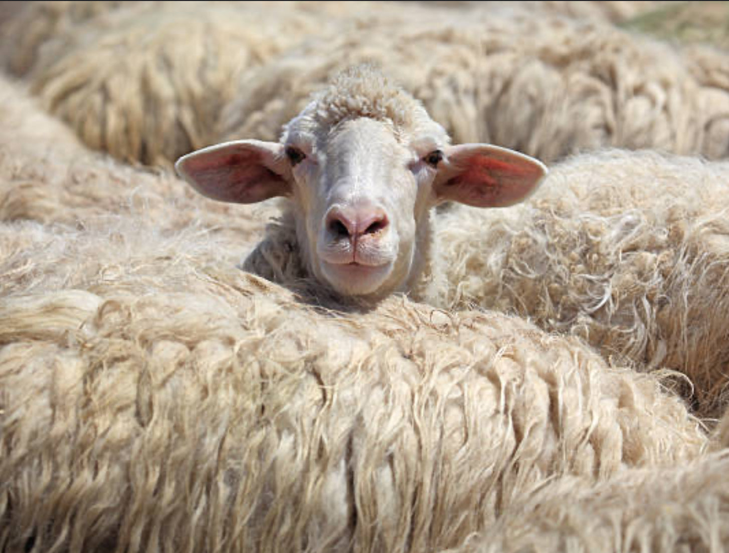 Sheep’s Wool Duvet Insert