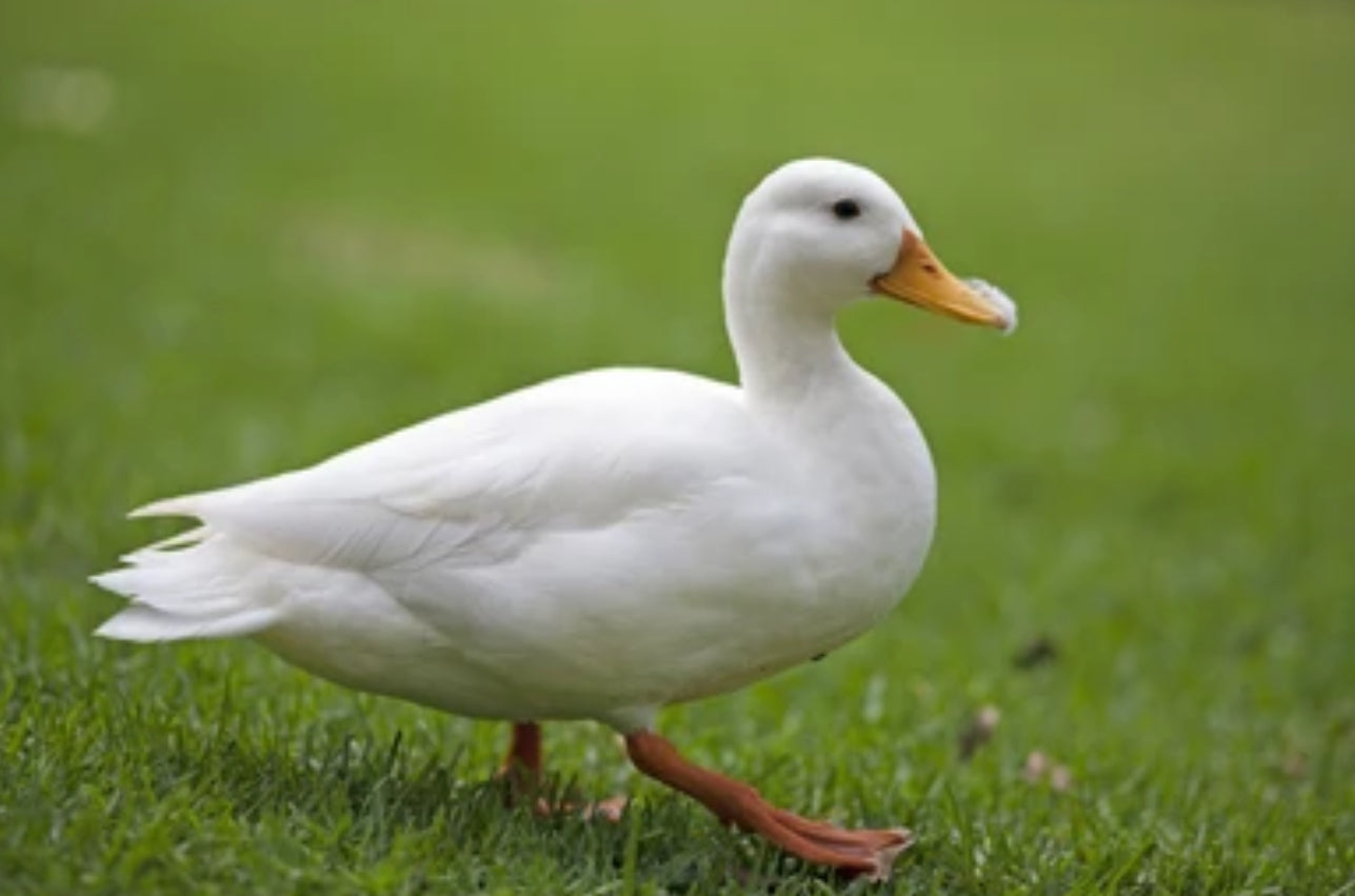 Duck Down Duvet Insert